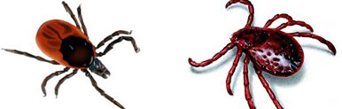 Ticks Control Solution Aligarh